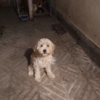 ۶عدد سگ|سگ|تهران, اقدسیه|دیوار