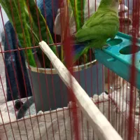 طوطی برزیلی نر مست|پرنده|بندر ماهشهر, |دیوار