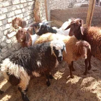 گوسفند|حیوانات مزرعه|یزد, |دیوار