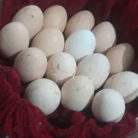 تخم مرغ لاری|حیوانات مزرعه|خان ببین, |دیوار