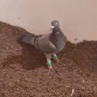 دوعدد کبوتر کفترالمانی مسافتی|پرنده|تربت‌حیدریه, بالا ولایت|دیوار