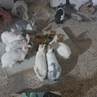 فروش خرگوش