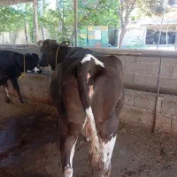 گاو سیمینتال ۷ ماه آبستن با گوساله ماده