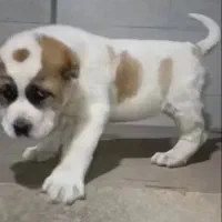 سگ الابای نژاد روس|سگ|اصفهان, نقش جهان|دیوار