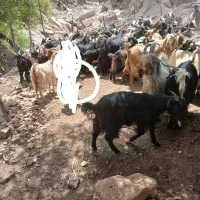 بز گمشده|حیوانات|اندیمشک, |دیوار