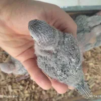 جوجه گرینچیک ، کریمسون و سرلاک اشانتیون