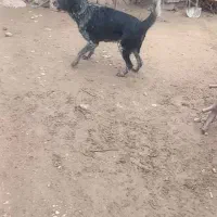 سگ قدریجونی