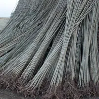 صنوبر نیگرای ترکیه