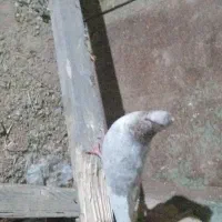 پرنده|پرنده|اردبیل, |دیوار