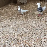 طوقی