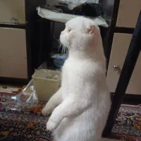 واگزاری گربه اسکاتیش|گربه|زنجان, |دیوار