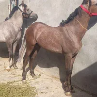 اسب عرب مصری دوساله