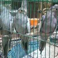 پرنده خانگی