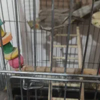 عروس هلندی و طوطی برزیلی|پرنده|همدان, |دیوار