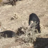 بز میش دوبر|حیوانات مزرعه|اردل, |دیوار