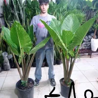 خرفه|خوردنی و آشامیدنی|مشهد, گاز|دیوار