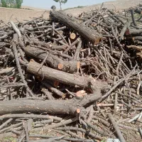 انواع چوب . هرس درختان