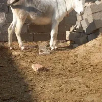 خرماده جوان