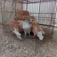 کبوتر جوجه گرگی زرد