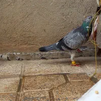 کفتر نر پرشی