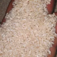 برنج محلی عنبر بو خوش طعم و خوش پخت