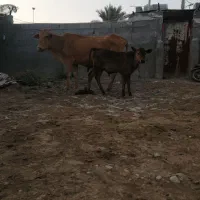 گاو