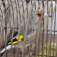 سهره نر و گلبسر جفت نر ماده