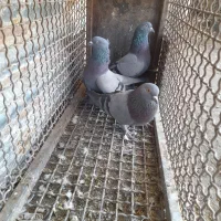 فروش کبوتر
