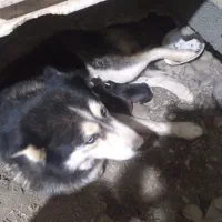 سگ هاسکی به همراه ۲ توله