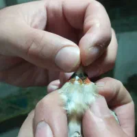 سهره ماده داغ سر چونه خطی|پرنده|اردبیل, |دیوار