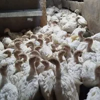 جوجه بوقلمون بیوتی