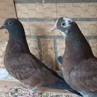 یه جفت جوجه پرشی اصل ،سرخ سرور