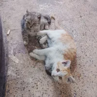 واگذار میشود