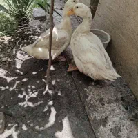 باسلام فروش اردک