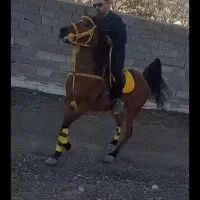 فروش مادیان کرد همراه دو بچه