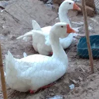 قوغاز لیندا نروماده