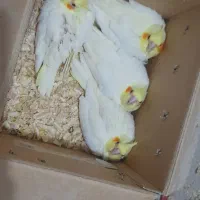 فروش جوجه عروس سرلاکی