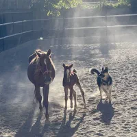 فروش اسب|اسب و تجهیزات اسبسواری|دماوند, دماوند|دیوار