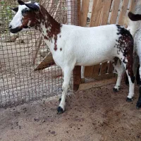 کهره|حیوانات مزرعه|درگهان, |دیوار