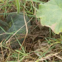 کدو خوراک دام|خوردنی و آشامیدنی|رشت, یخسازی|دیوار