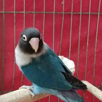 کوتوله آبی کاربری نقاب سیاه نر۱عددو۳عددسبز|پرنده|فولادشهر, مسکن مهر فولادشهر|دیوار