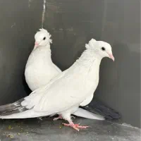 دم سیاه|پرنده|سراوان, |دیوار