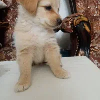 اشپیتز شیبا(روباهی و پامر)