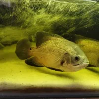 ماهی اسکار بزرگ 3عدد و2عدد لجن خوار اسپورت|ماهی|خوی, |دیوار