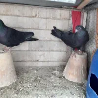 غلاق دمگیر