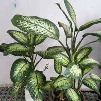گل دیفن باخیا