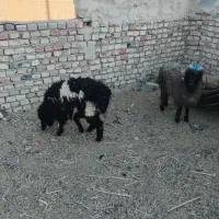 دو عدد بره تکی هم داده میشه فروش فوری سریع|حیوانات مزرعه|زاهدان, |دیوار