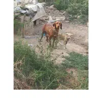 توله دنبلانی
