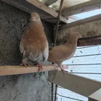 کفتر زردی ماهرو ابلغ تیکه پاره|پرنده|تهران, فرمانیه|دیوار