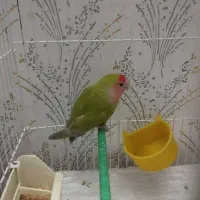طوتی برزیلی